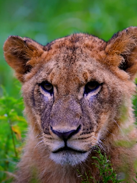 wild-life